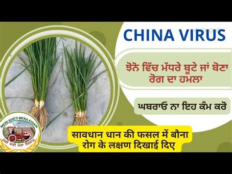 Rice dwarfing virus threatens Indian yields ਕ ਚਨ ਵਇਰਸ ਨ ਇਸ ਸਲ