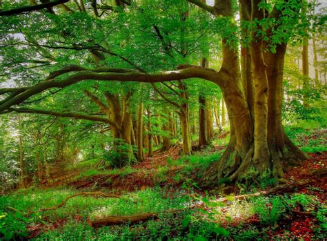 Онлайн пазл «Лето в лесу