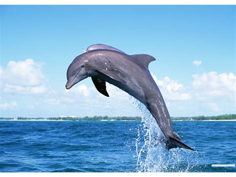 Dolphin Underwater Wallpaper - WallpaperSafari