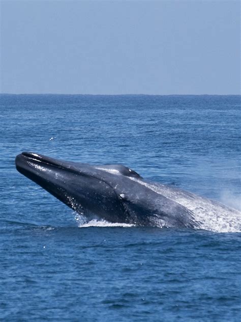 Download Free 100 + blue whale images