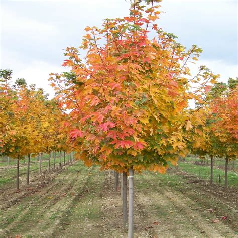 Acer Saccharum Bailsta Fall Fiesta Sugar Maple Siteone