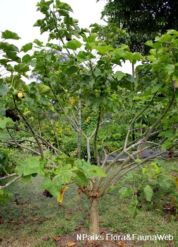 Nparks Jatropha Curcas