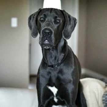 American Great Dane Breeders | PETSIDI