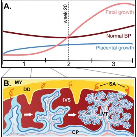 Typical Patterns Of Placental Fetal Growth Maternal Blood Pressure And