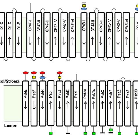 Schematic View Of A The RC Core Subunits Of PSII And B The 14 LMM