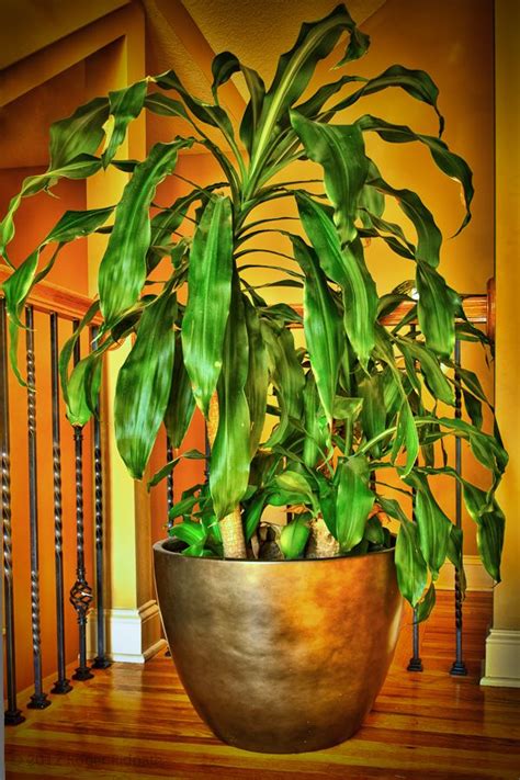 13 best images about House Plants on Pinterest | Plants, Snake plant ...