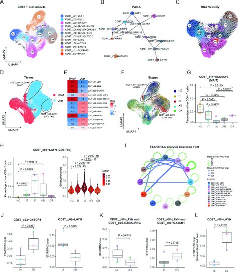 Immunological Features Of CD8 T Cell Subsets A UMAP Plots Of CD8