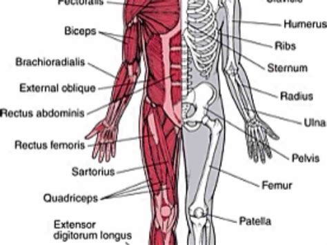 The Musculoskeletal System Structure Skeletal System Includes Bones Of