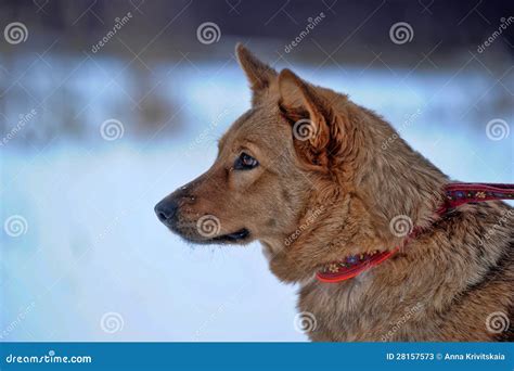 Perro En Un Correo Imagen De Archivo Imagen De Verde 28157573