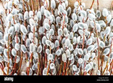 Pussy Willow Branches Background Texture Closeup Stock Photo Alamy