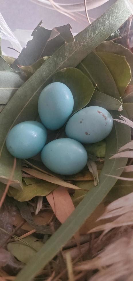 A Robins Nest with four beautiful bright blue Robins Eggs. 11204042 ...