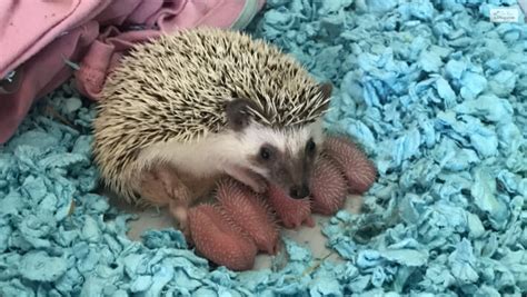 Baby Hedgehog: The Ultimate Guide To Raising A Healthy Baby Hedgehog