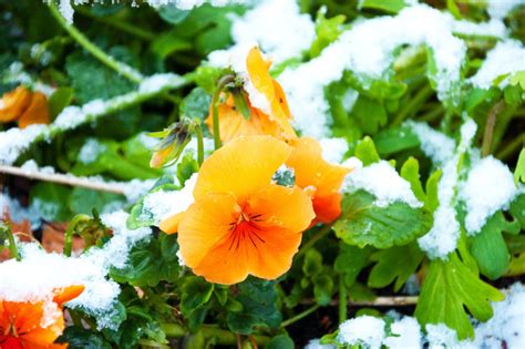 Winter Pansies Plant Care: How to Grow Winter Pansies - 2025 - MasterClass