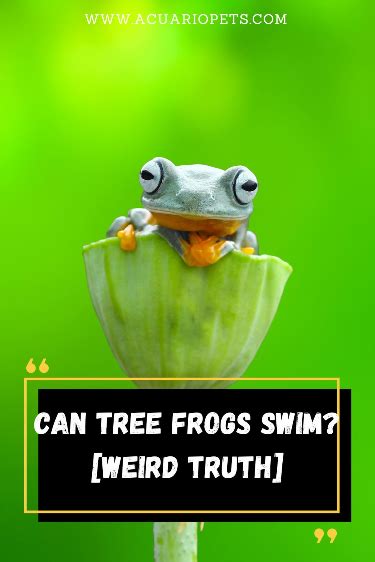 How To Take Care Of Desert Rain Frog With Interesting Facts Artofit