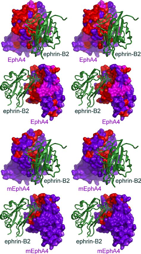 Nmr Mapping Of Eph Ephrin Binding Interfaces In Solution The Stereo