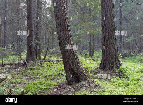 Coniferous Forest Floor Hi Res Stock Photography And Images Alamy