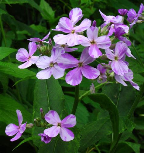 Hesperis Matronalis Damastbloem Bloemenpark Appeltern