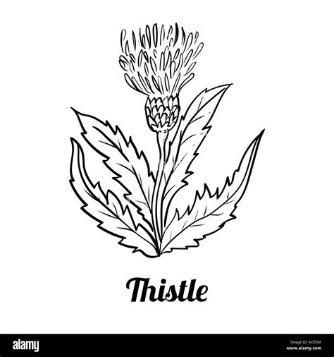 Thistle Coloring Pages