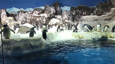 Penguins Encounter At Sea World San Diego Youtube