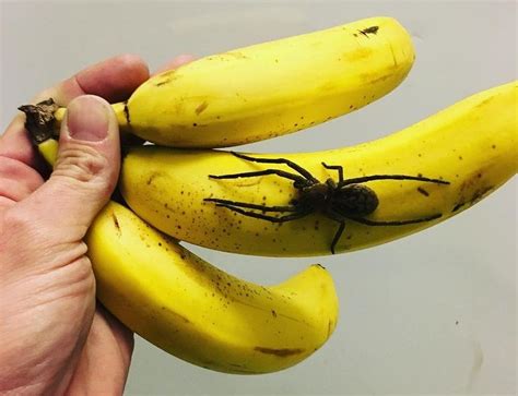 Brazilian Wandering Spider Banana Spider Species Profile