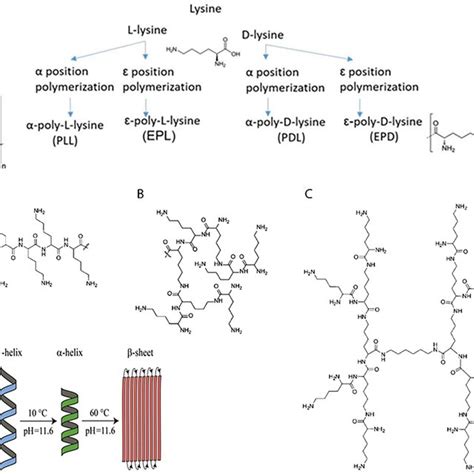 Polylysine Structures I Lysine Structure And Polylysine Formation Download Scientific