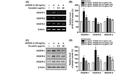 Effects Of Recombinant Canstatin On The Expression Of Vascular