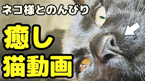 【癒し猫動画】黒猫にのんびりまったり癒やされる【healing Cat Video】relax And Be Healed By A