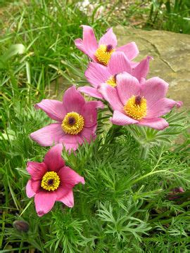 Pasque Flower facts and health benefits