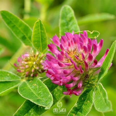 Red Clover 1000 Fresh Seeds Trifolium Pratense Organic Etsy