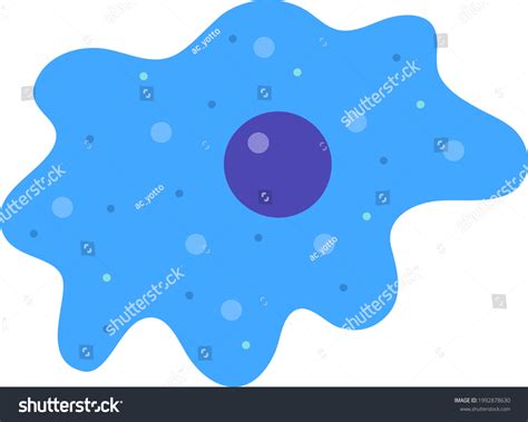 Amoeba Isolated Vector Illustration เวกเตอร์สต็อก ปลอดค่าลิขสิทธิ์ 1992878630 Shutterstock