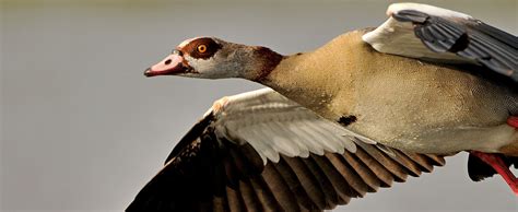 Egyptian Goose - Lehigh Valley Zoo