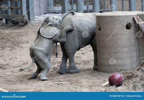 Baby Elephant Playing with Another Elephant Stock Photo - Image of baby ...