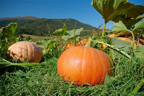 Cultivo De Calabaza Huerto En Casa