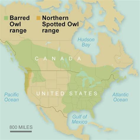 Effects Of Climate Change On Northern Spotted Owls