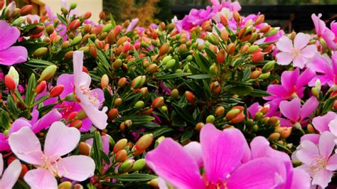 Manacá da serra Guia Completo para Cultivar Essa Beleza Brasileira no