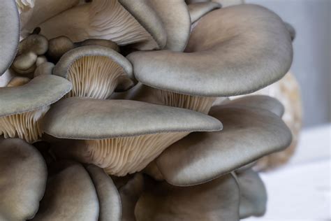 The King Oyster Mushroom Minneopa Orchards