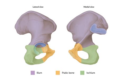 The Pelvic Girdle And Pelvis Anatomy And Physiology I 57 Off