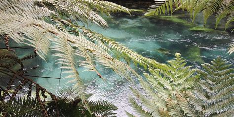 Te Waihou Walkway Blue Springs Putaruru New Zealand Find A Spring