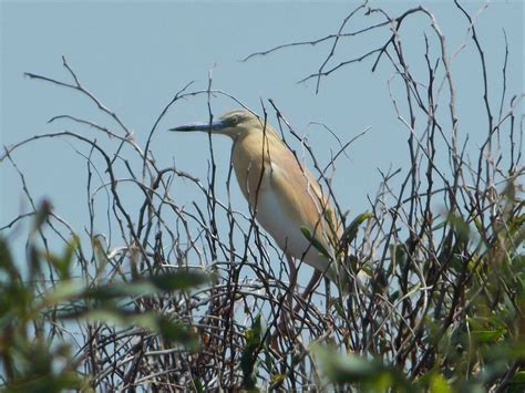 Ardeidae - Herons and Egrets - BRITISH NATURE GUIDE