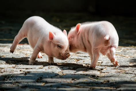 40 Baby Animals Spotted In The Wild - 500px