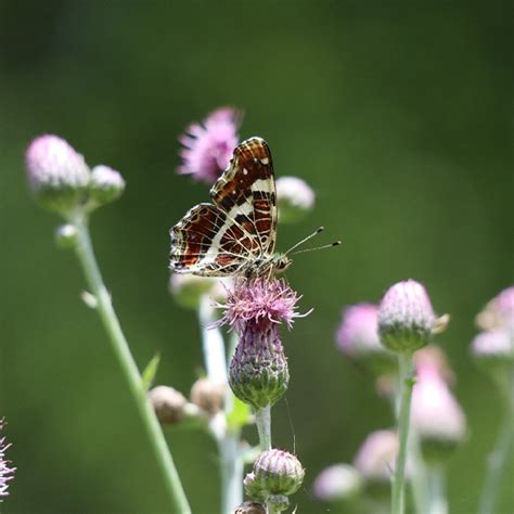 INSCRIPTION FERMÉE 1er juin 14h Partez à la découverte des insectes