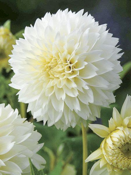 Dahlia D Coratif Myama Fubuki Dahlia Gpe D Coratif Myama Fubuki