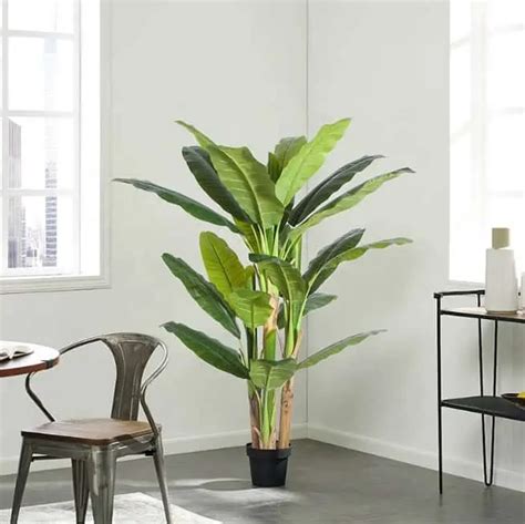 Banana Trees Plant Lover S Guide To Buying Caring And Vastu Tips