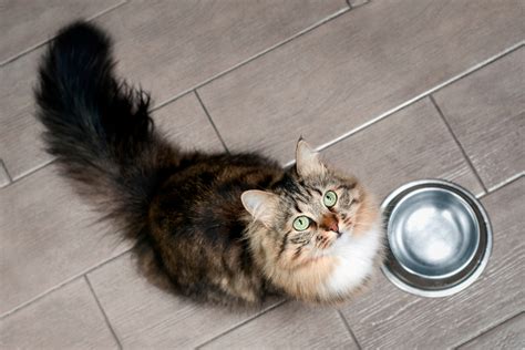 Issues That Can Influence Your Pets Eating And Drinking Habits