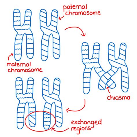 crossing over example biology simple 1