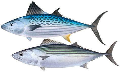 Bonito Group Western Australian Recreational Fishing Rules