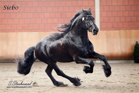 Pin Von Aimee Auf Horses ♥ Friesenpferde Fohlen Pferd