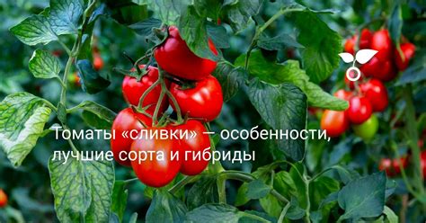 Томаты «сливки» — особенности, лучшие сорта и гибриды. Преимущества и ...