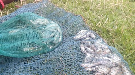 fishing  river pothi fish river pothi fishing youtube