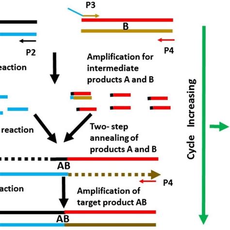 Efficient One Step Fusion Pcr Based On Dual Asymmetric Primers And Two